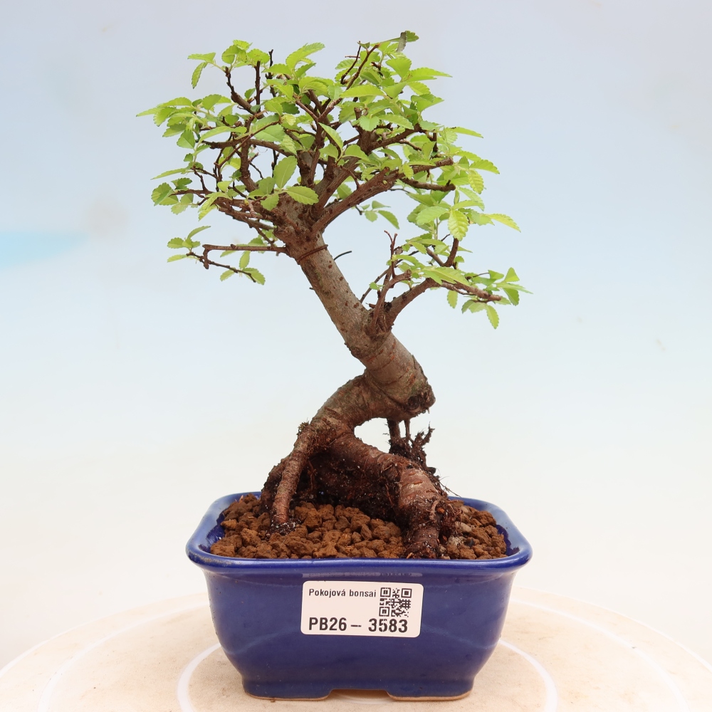 Camera bonsai - Ulmus parvifolia - Olmo a foglie piccole