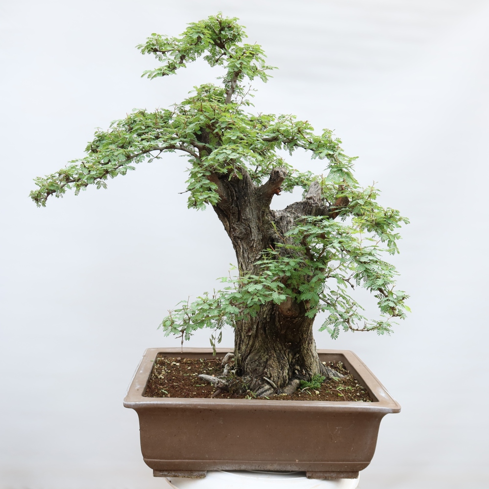 Camera bonsai - Acacias Arabica