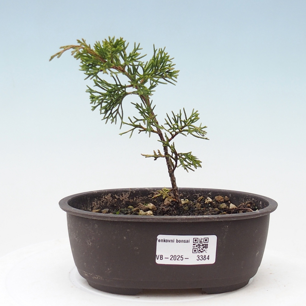 Bonsai da esterno - Juniperus chinensis Itoigawa