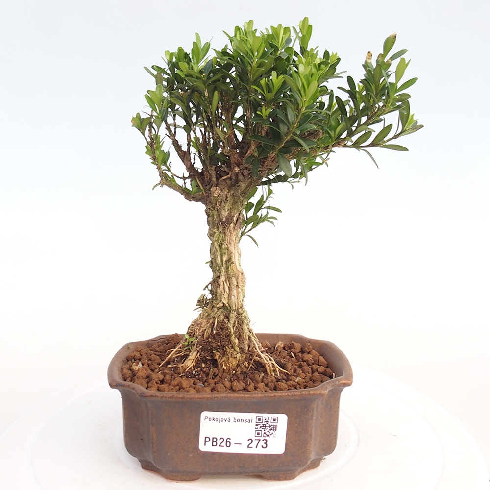 Camera bonsai - Buxus harlandii - buxus da sughero