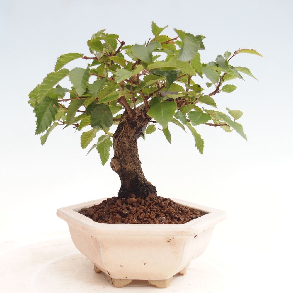 Bonsai da esterno -Carpinus CARPINOIDES - Carpino coreano