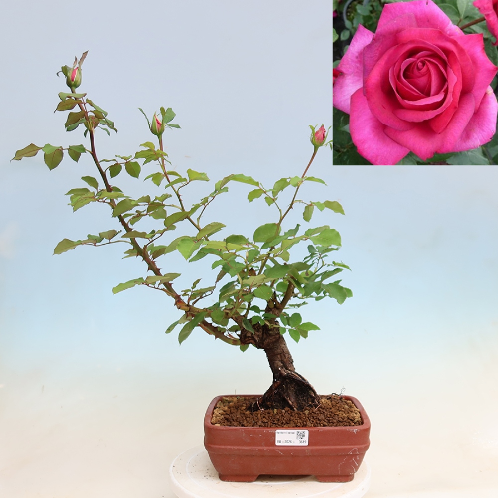 Bonsai da esterno - Rosa Kordes - rosa