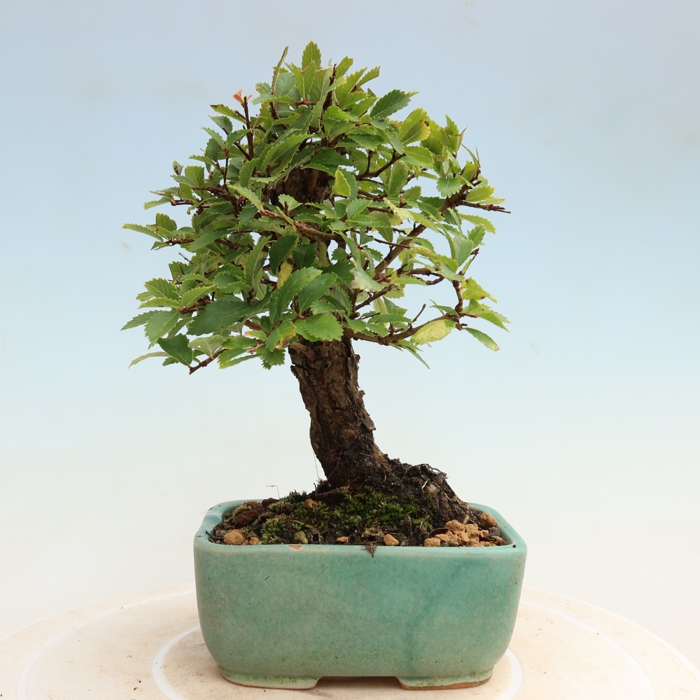 Bonsai da esterno - Zelkova - Zelkova NIRE