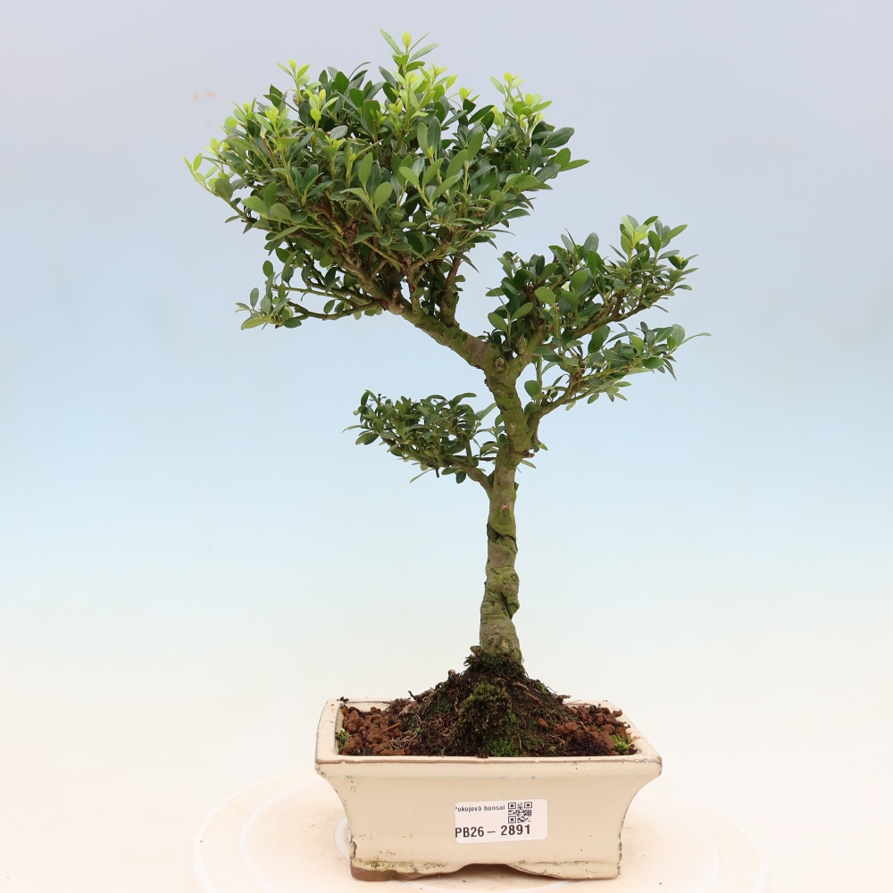 Camera bonsai - Ilex crenata - Agrifoglio