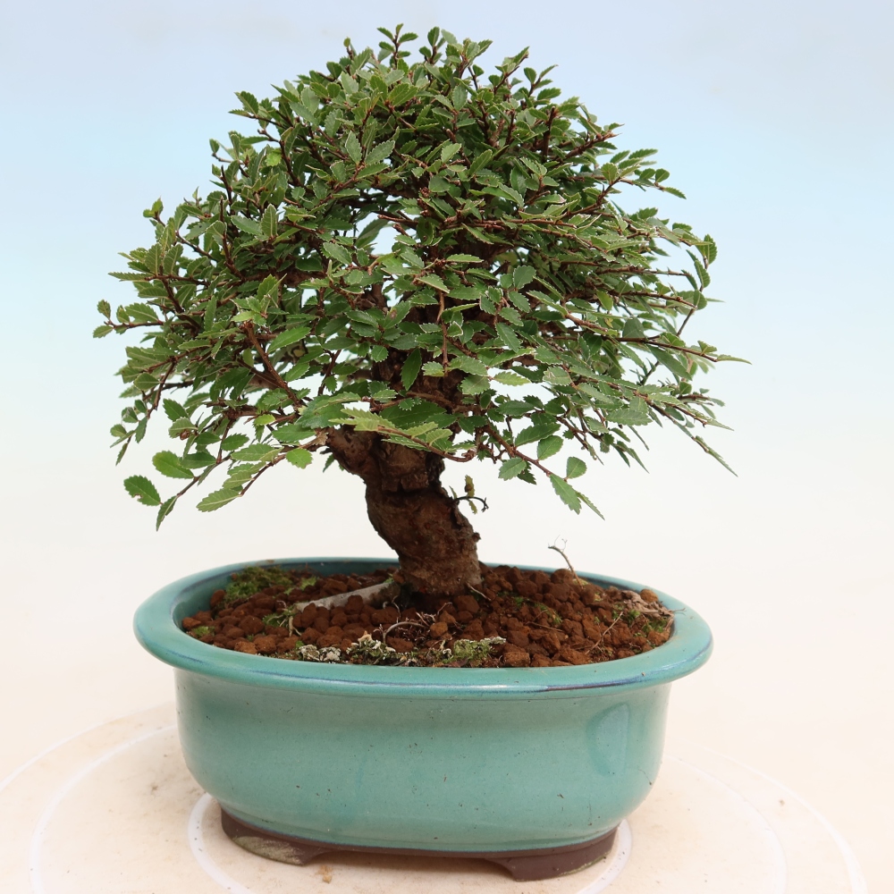 Bonsai da esterno - Zelkova - Zelkova NIRE