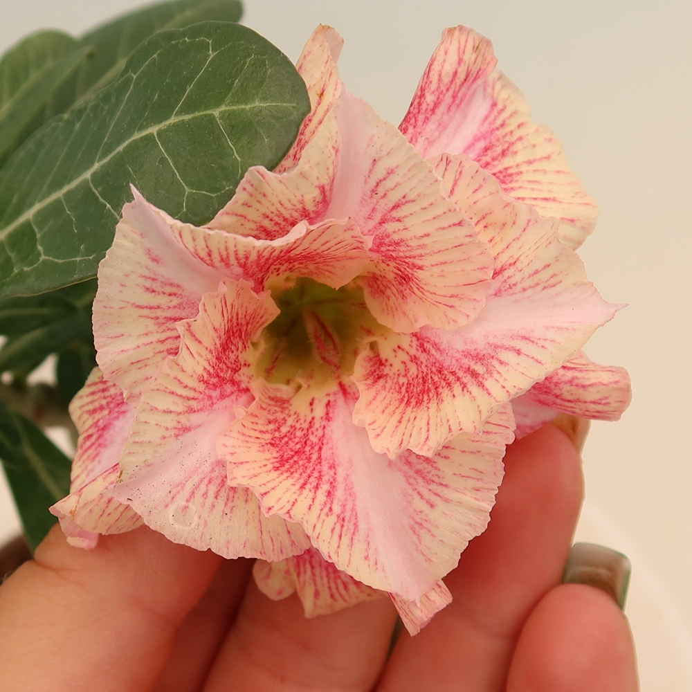 Bonsai da interno - Adenium obesum innestato V.F.S.277  - Rosa del deserto