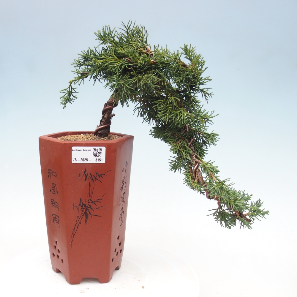 Bonsai da esterno - Juniperus chinensis Kishu