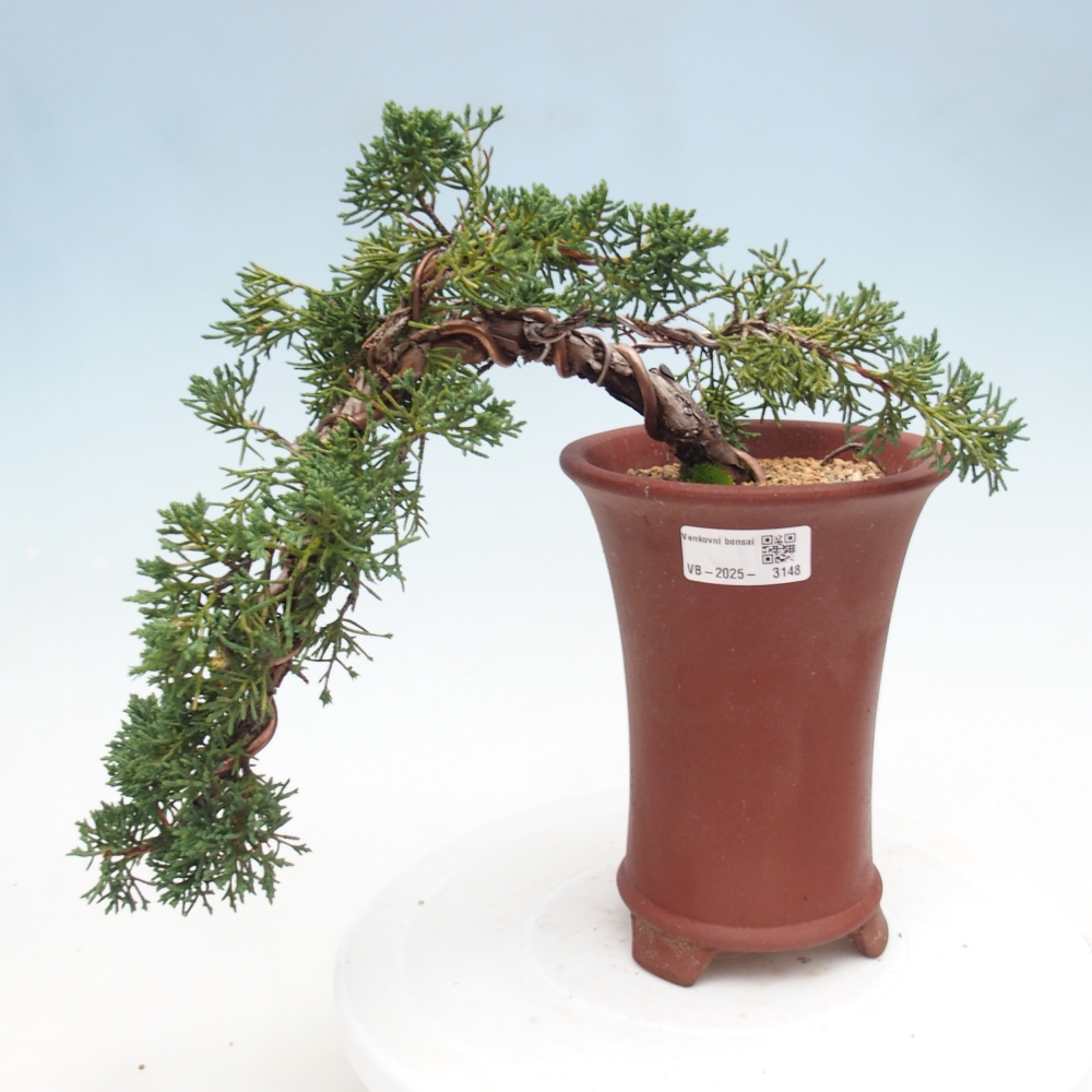 Bonsai da esterno - Juniperus chinensis Kishu