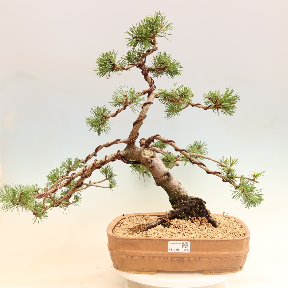 Bonsai da esterno - Pinus mugo Humpy  - Pino mugo