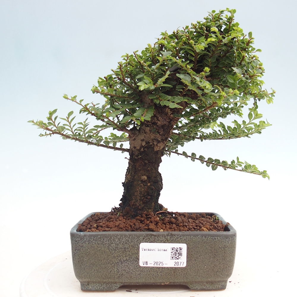 Bonsai da esterno - Ulmus parvifolia Hokkaido - Olmo cinese