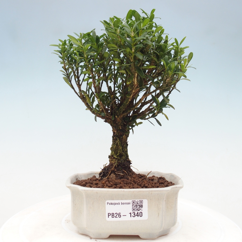 Camera bonsai - Buxus harlandii - buxus da sughero