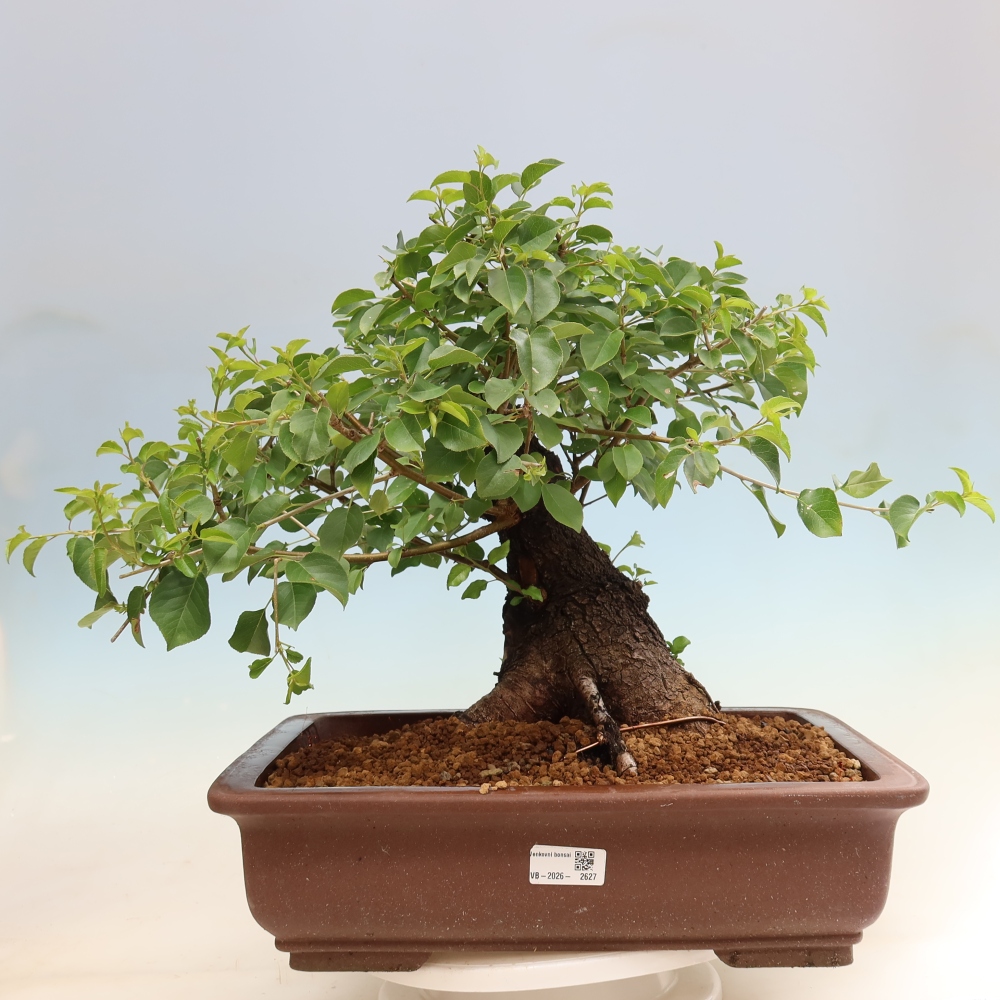 Bonsai da esterno - Mahalebka - Prunus mahaleb