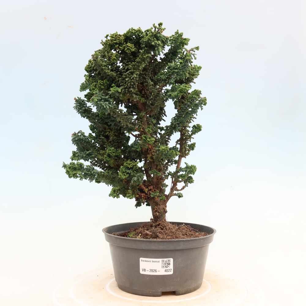 Bonsai da esterno - Cham. obtusa SEKKA HINOKI - Cipresso
