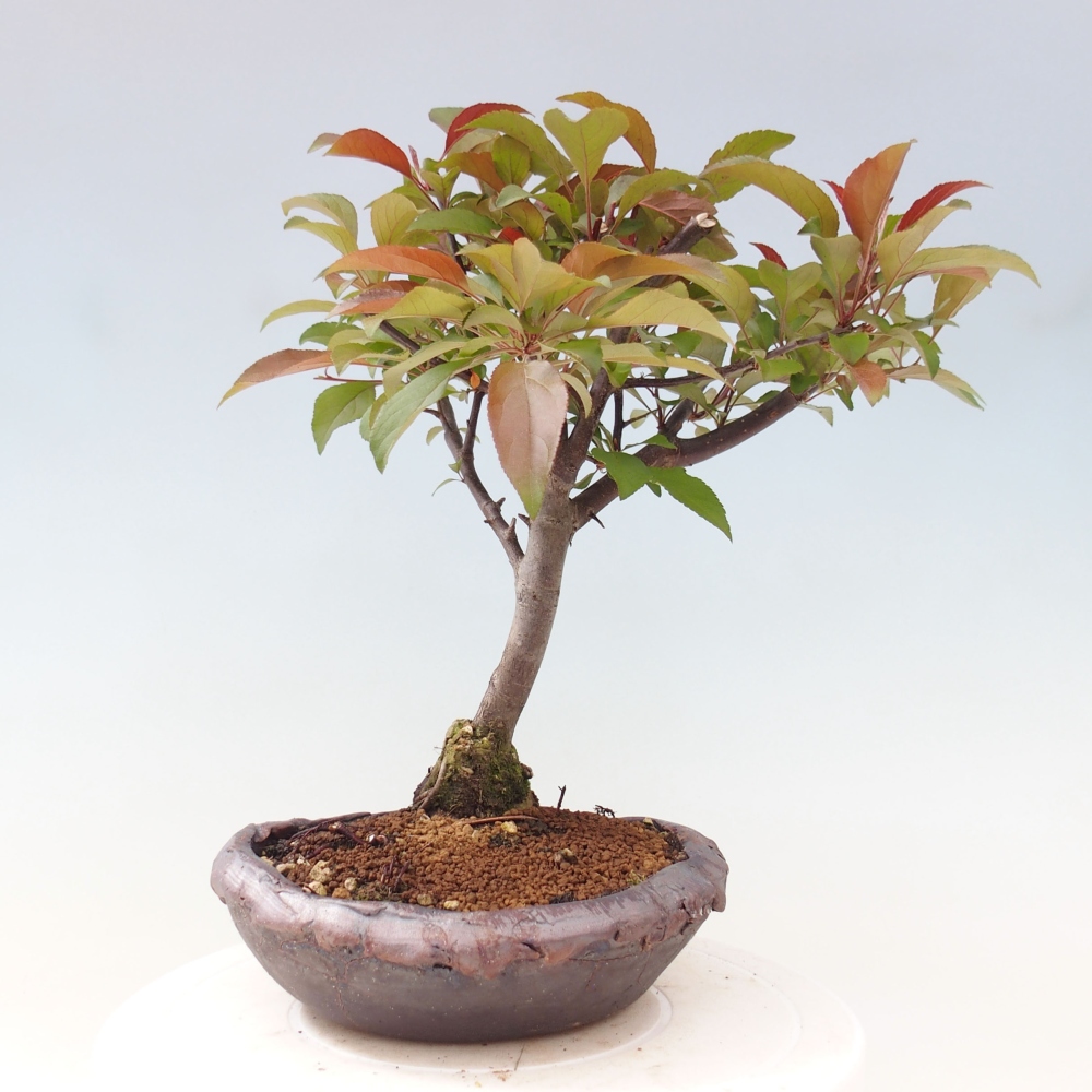 Bonsai da esterno -Malus domestica - Melo a piccoli frutti a foglie rosse