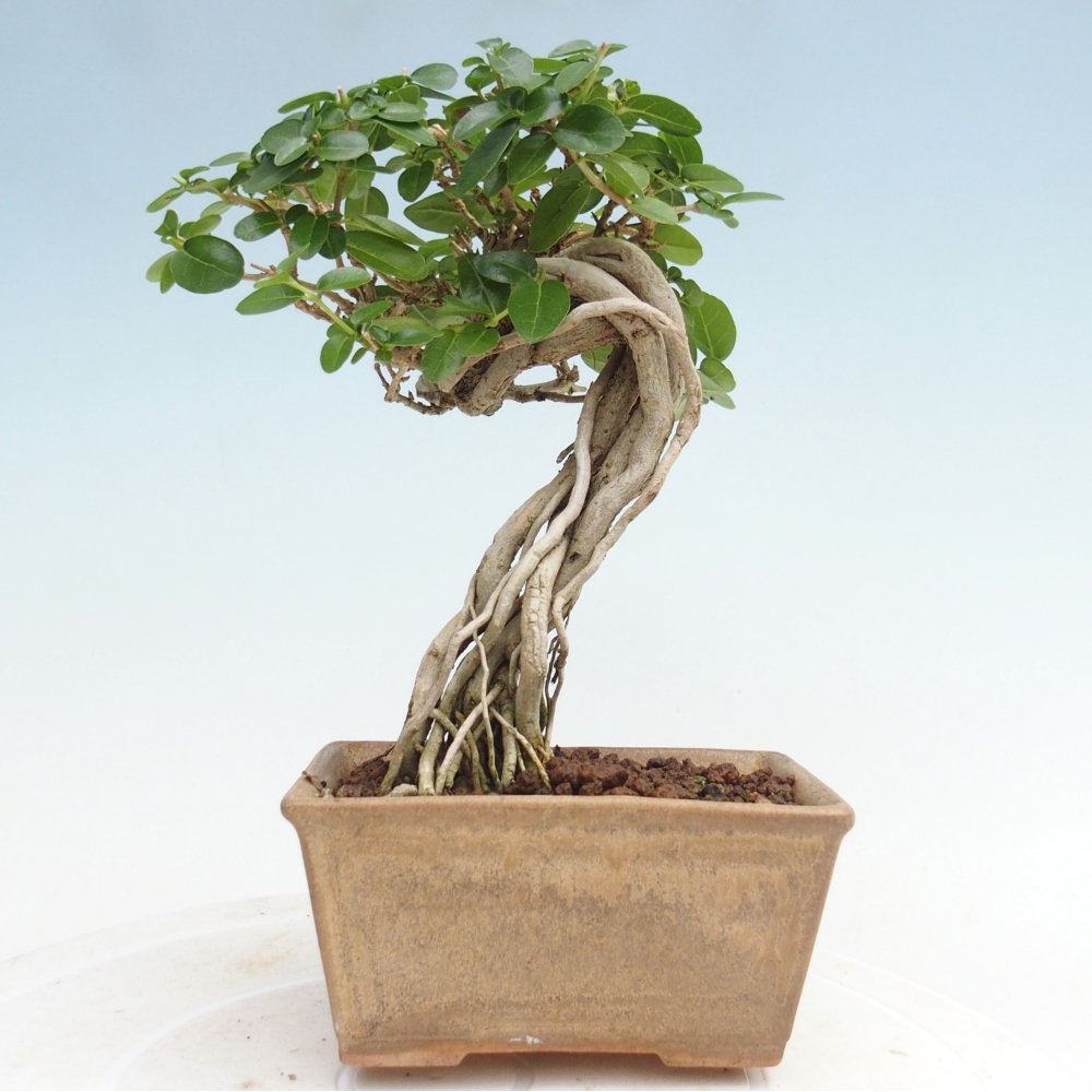 Bonsai da interno - Premna serratifolia - Kozlovna malolista