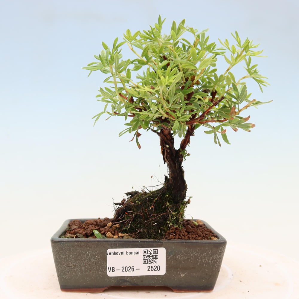 Bonsai da esterno - Potentila fruticosa