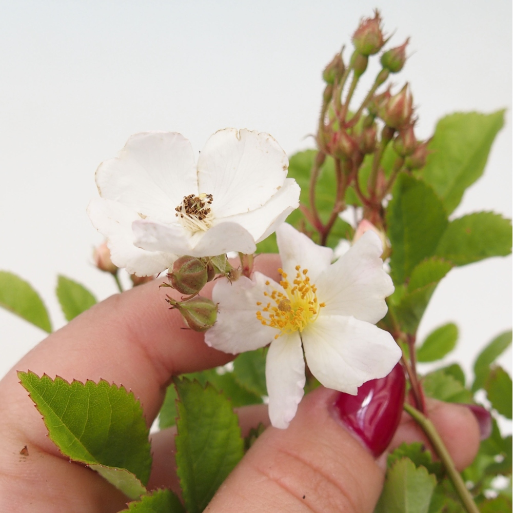 Bonsai da esterno - Rosa sp. - rosa a fiore piccolo