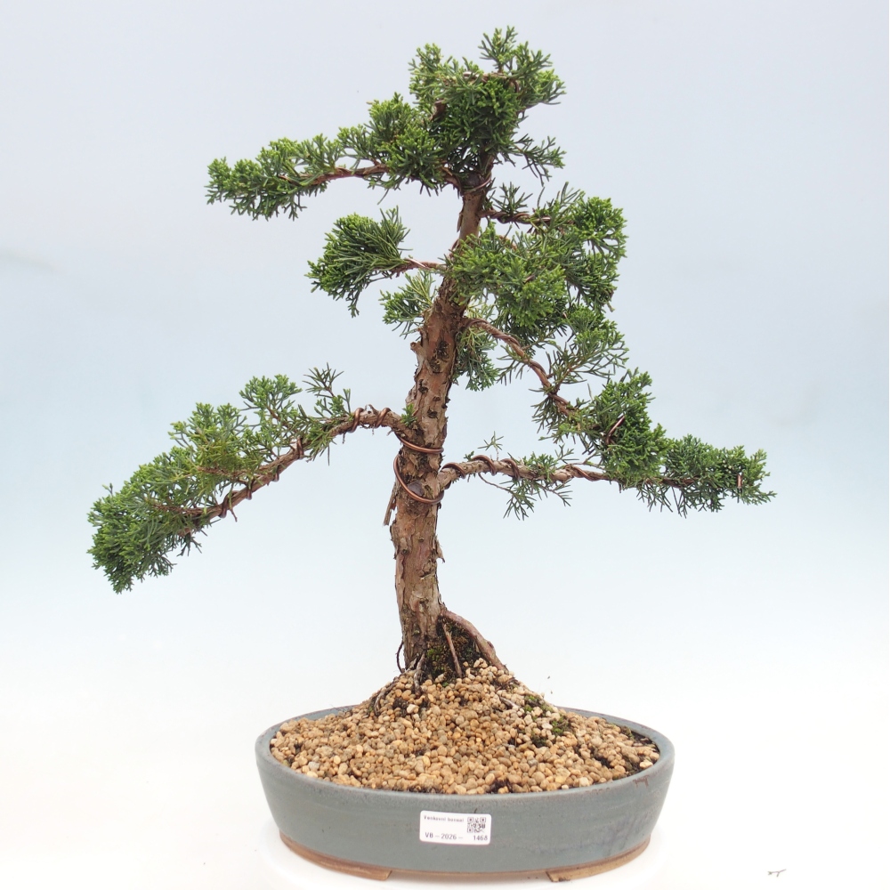 Bonsai da esterno - Juniperus chinensis Kishu