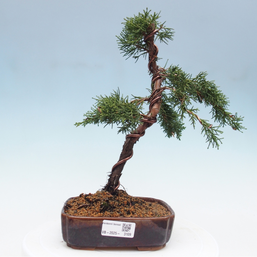 Bonsai da esterno - Juniperus chinensis Kishu