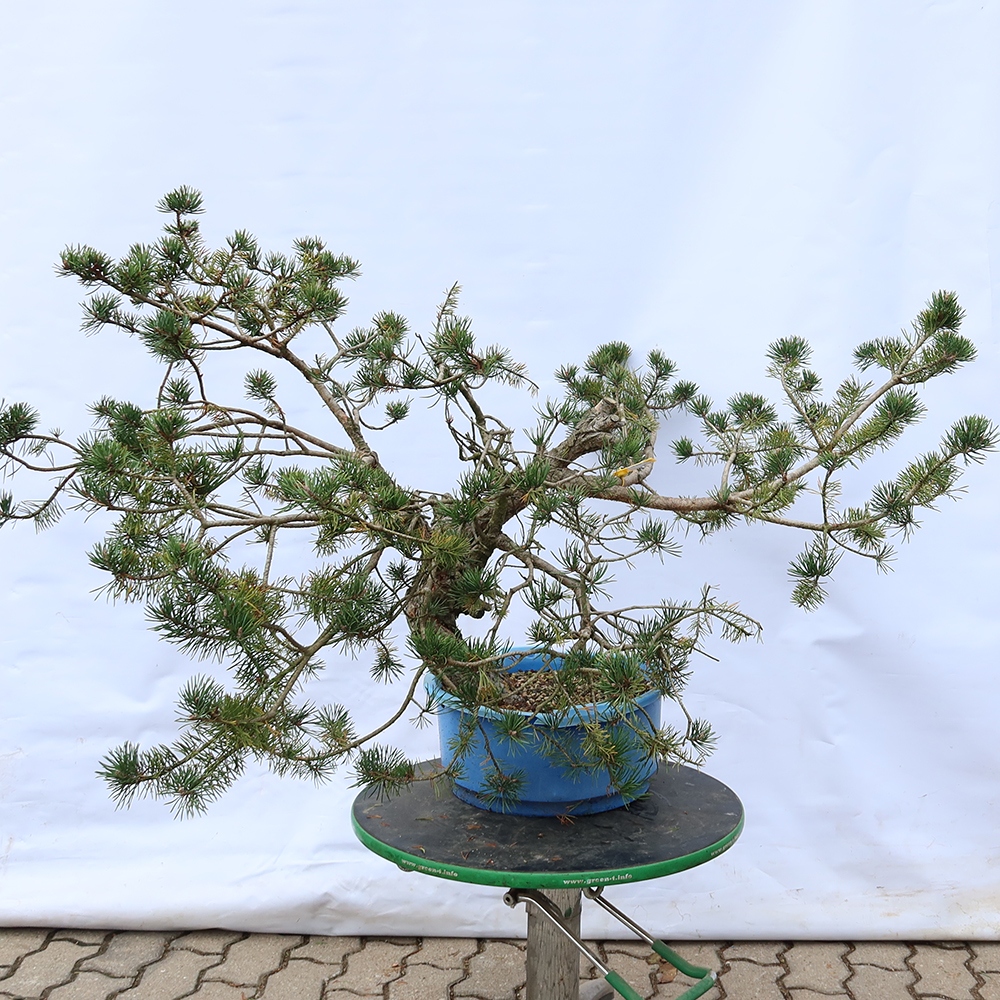 Pinus sylvestris Spagna - pino silvestre