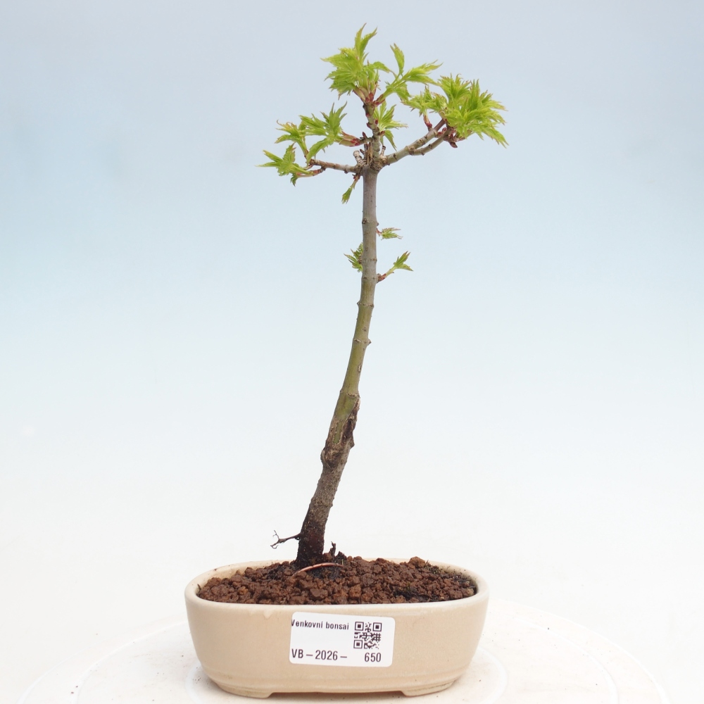Bonsai da esterno - Acer palmatum SHISHIGASHIRA - Acero a foglie piccole