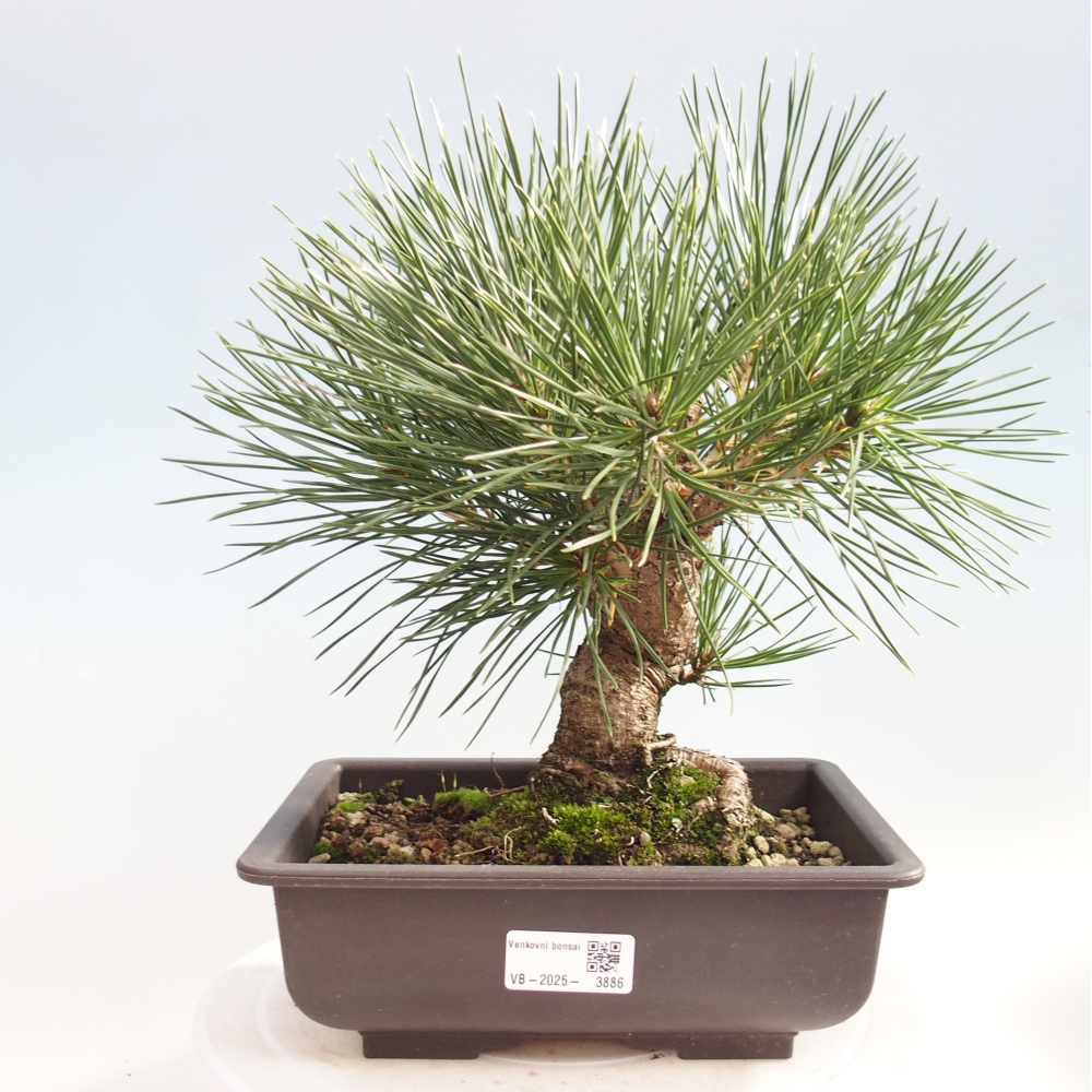 Bonsai da esterno - Pinus thunbergii - Pino di Thunberg