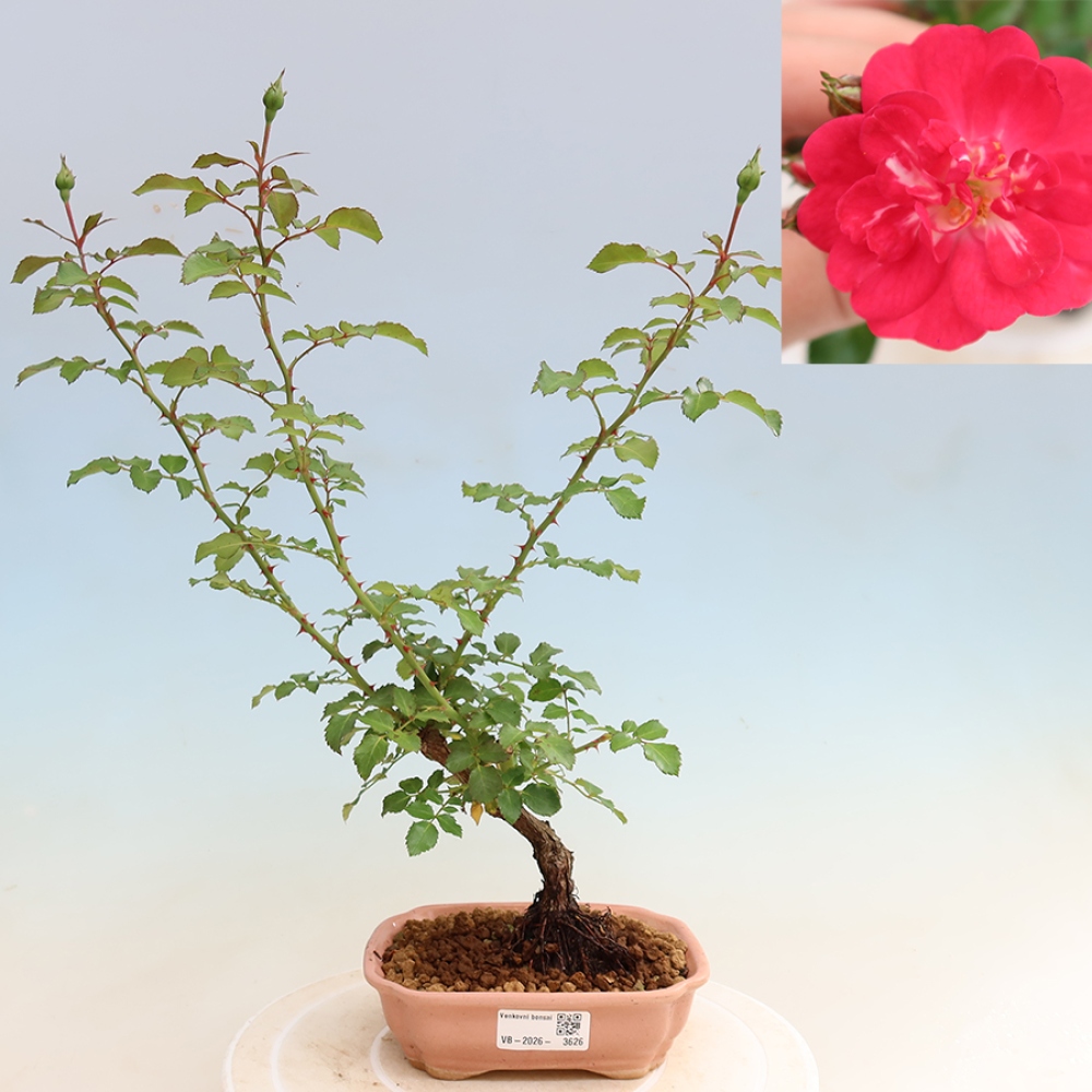 Bonsai da esterno - Rosa Kordes - rosa