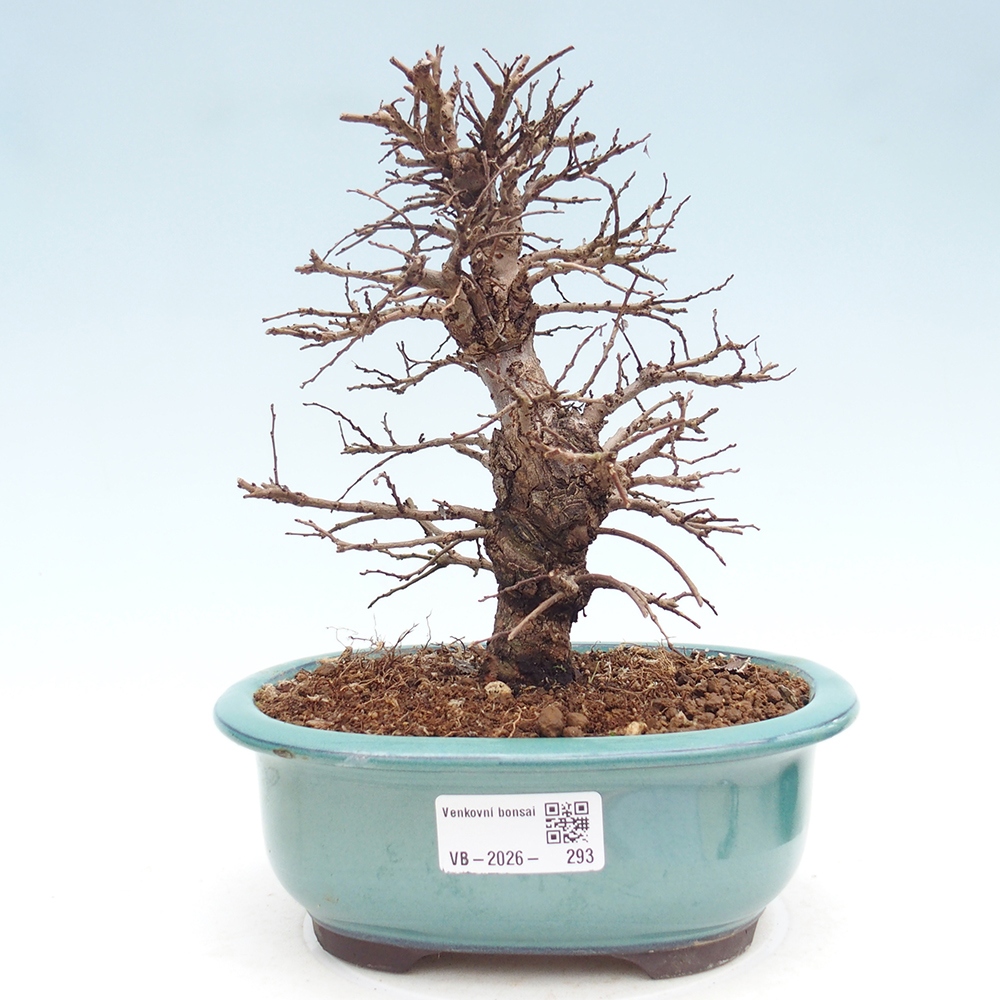 Bonsai da esterno - Zelkova - Zelkova NIRE