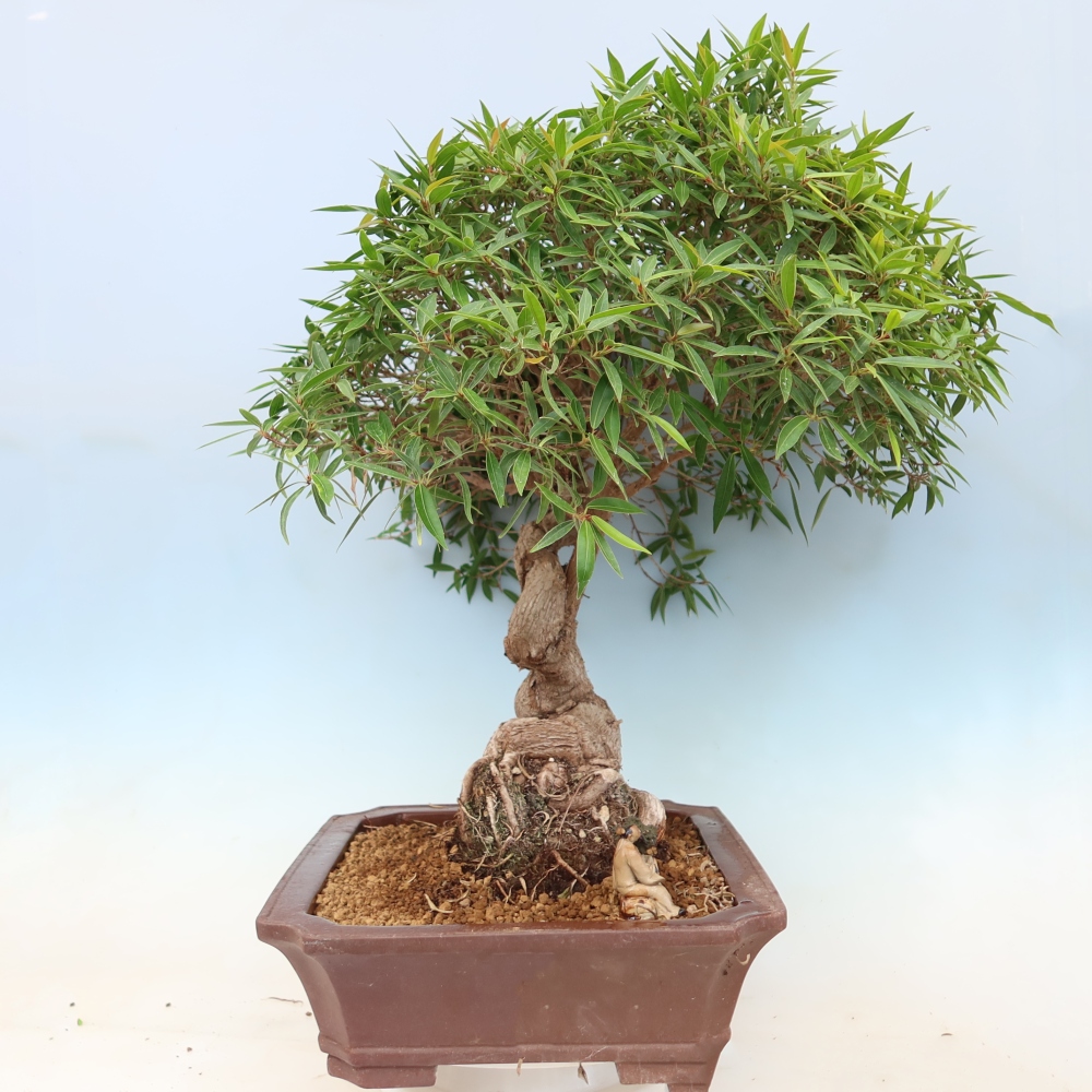 Camera bonsai - Ficus nerifolia - ficus a foglie piccole