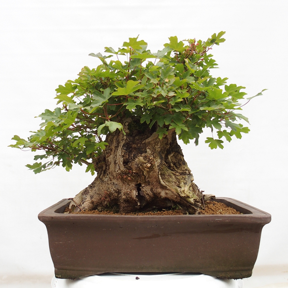 Bonsai da esterno - Acero francese - Acer Nonspessulanum