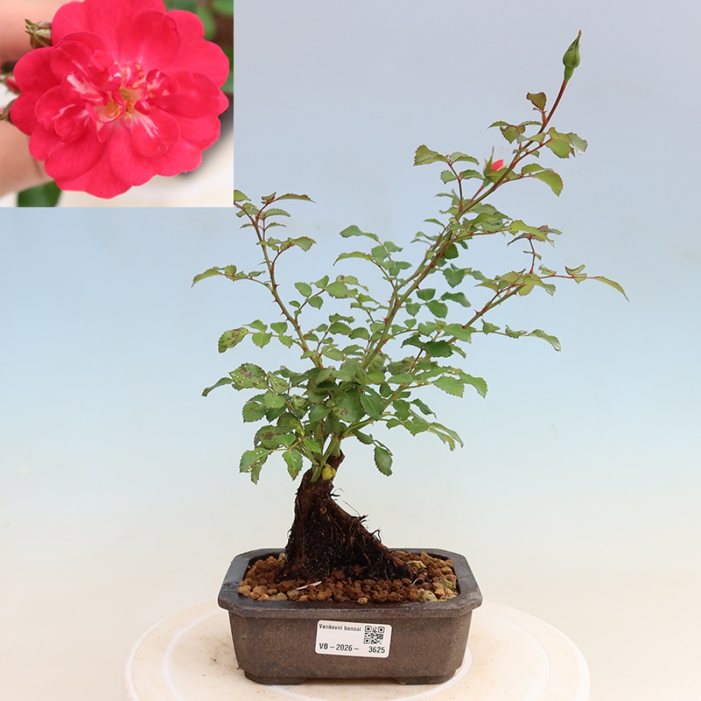 Bonsai da esterno - Rosa Kordes - rosa