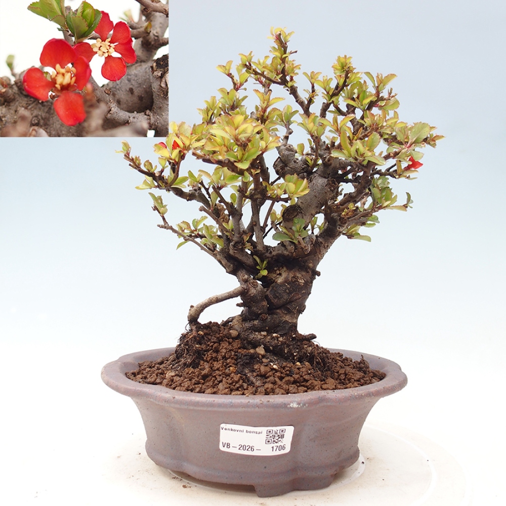 Bonsai da esterno - Chaneomeles speciosa - Cotogno