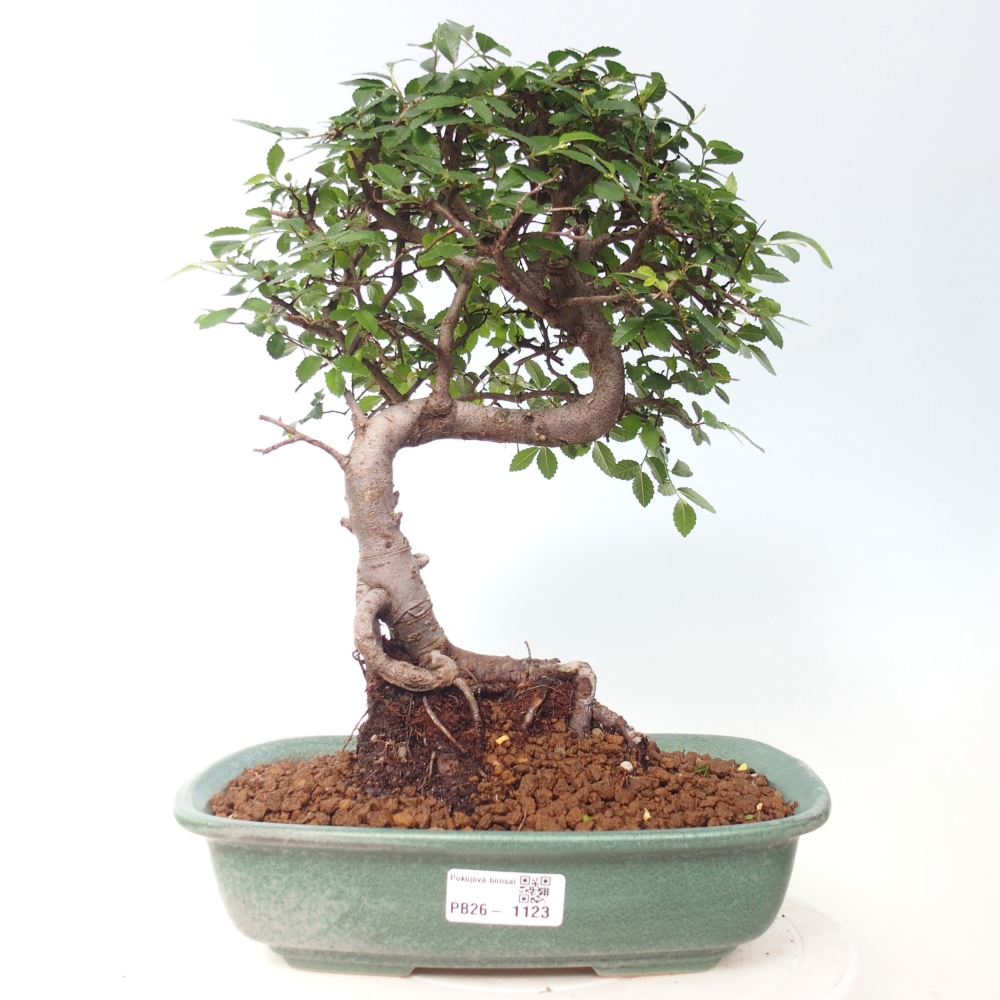 Camera bonsai - Ulmus parvifolia - Olmo a foglie piccole