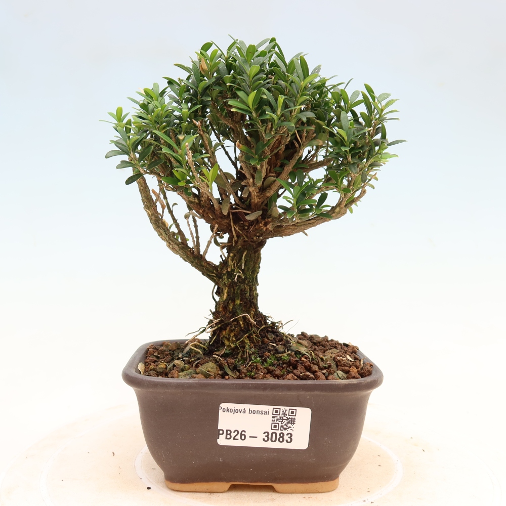 Camera bonsai - Buxus harlandii - buxus da sughero