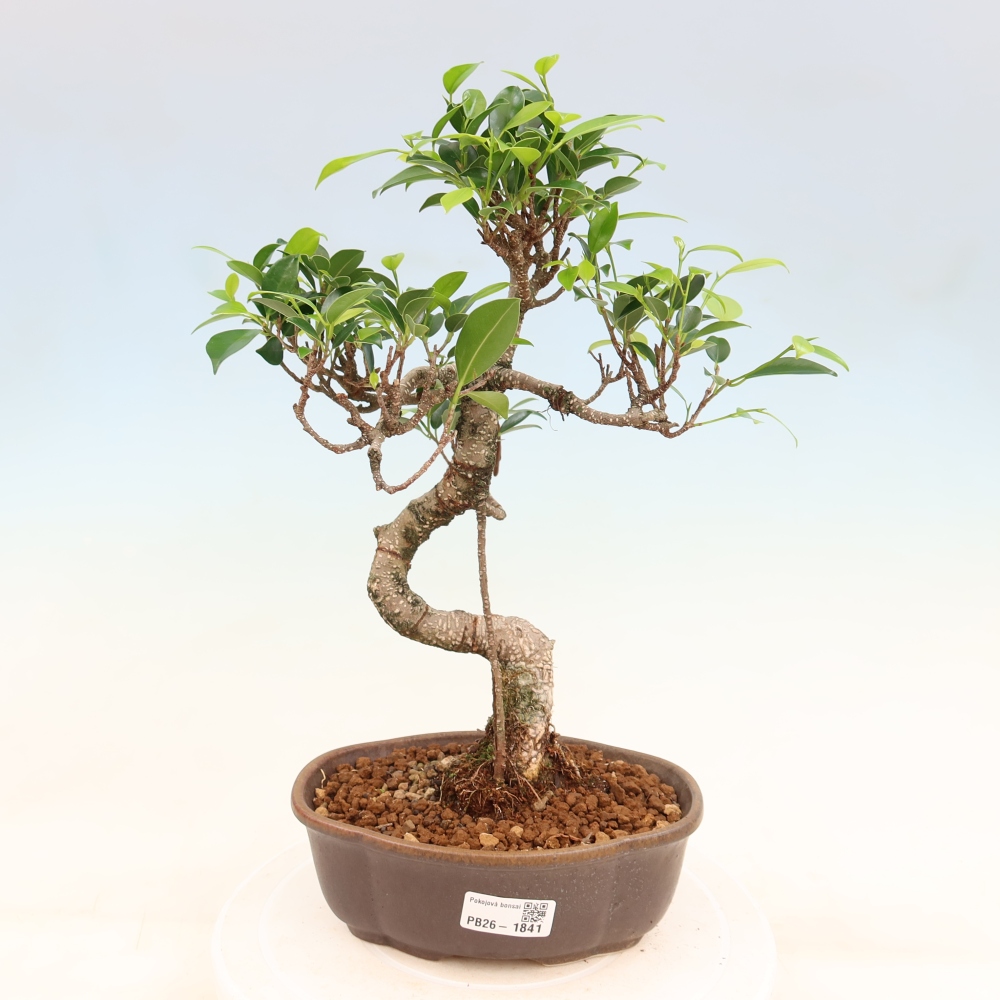 Camera bonsai - Ficus retusa - ficus a foglie piccole