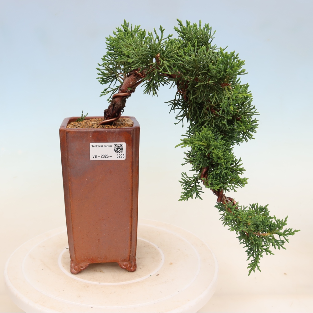 Bonsai da esterno - Juniperus chinensis Kishu