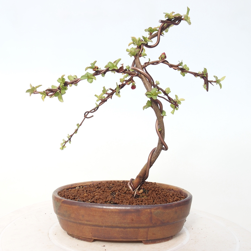 Bonsai da esterno - Chaneomeles s. Red Joy - Cotogno