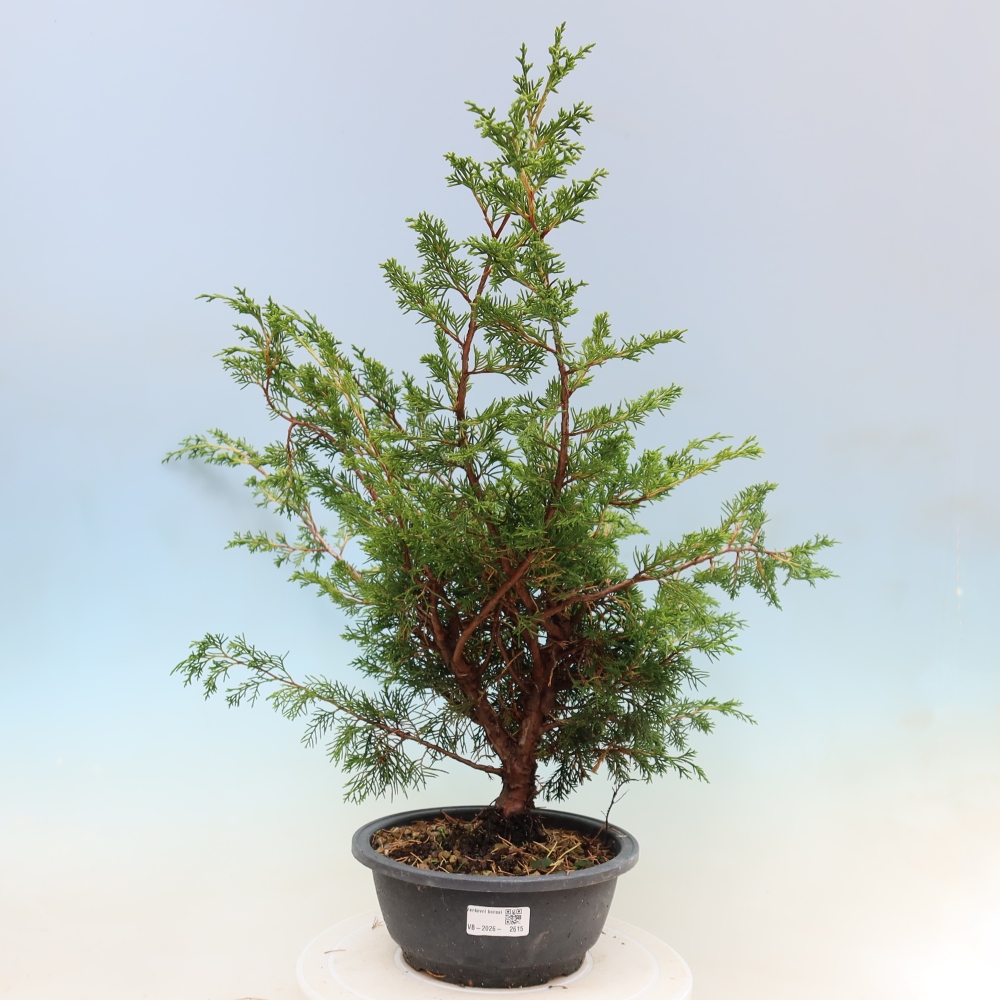 Bonsai da esterno - Juniperus chinensis Itoigawa