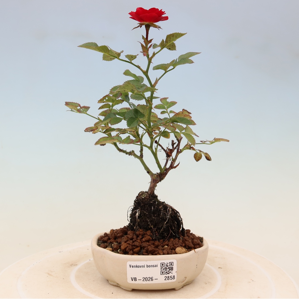 Bonsai da esterno - Rosa Kordes - rosa