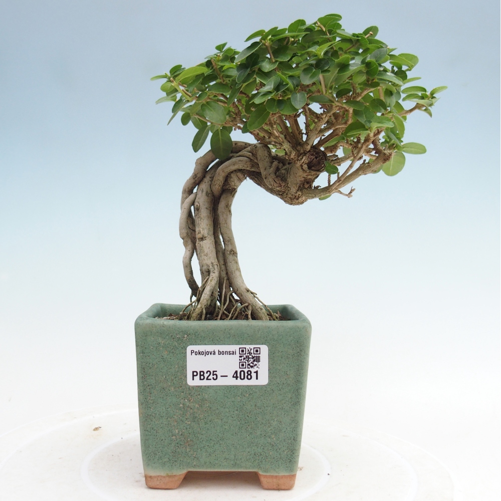 Bonsai da interno - Premna serratifolia - Kozlovna malolista