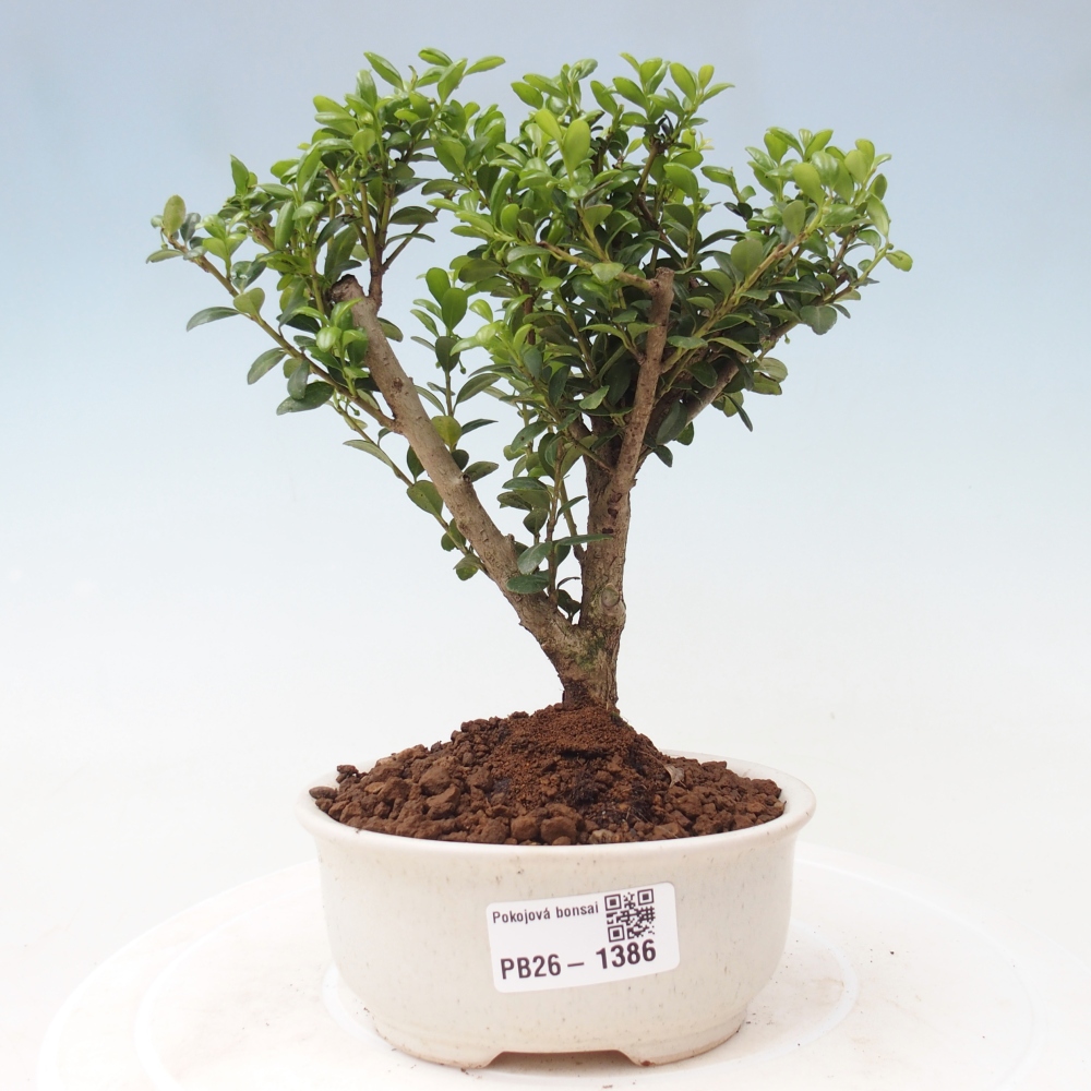 Camera bonsai - Ilex crenata - Agrifoglio