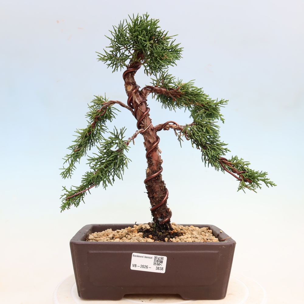 Bonsai da esterno - Juniperus chinensis Kishu