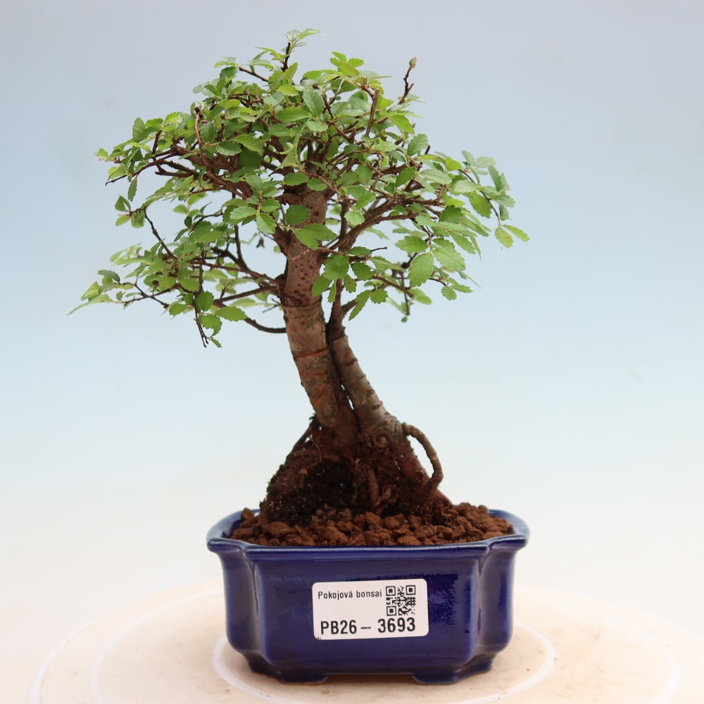 Camera bonsai - Ulmus parvifolia - Olmo a foglie piccole