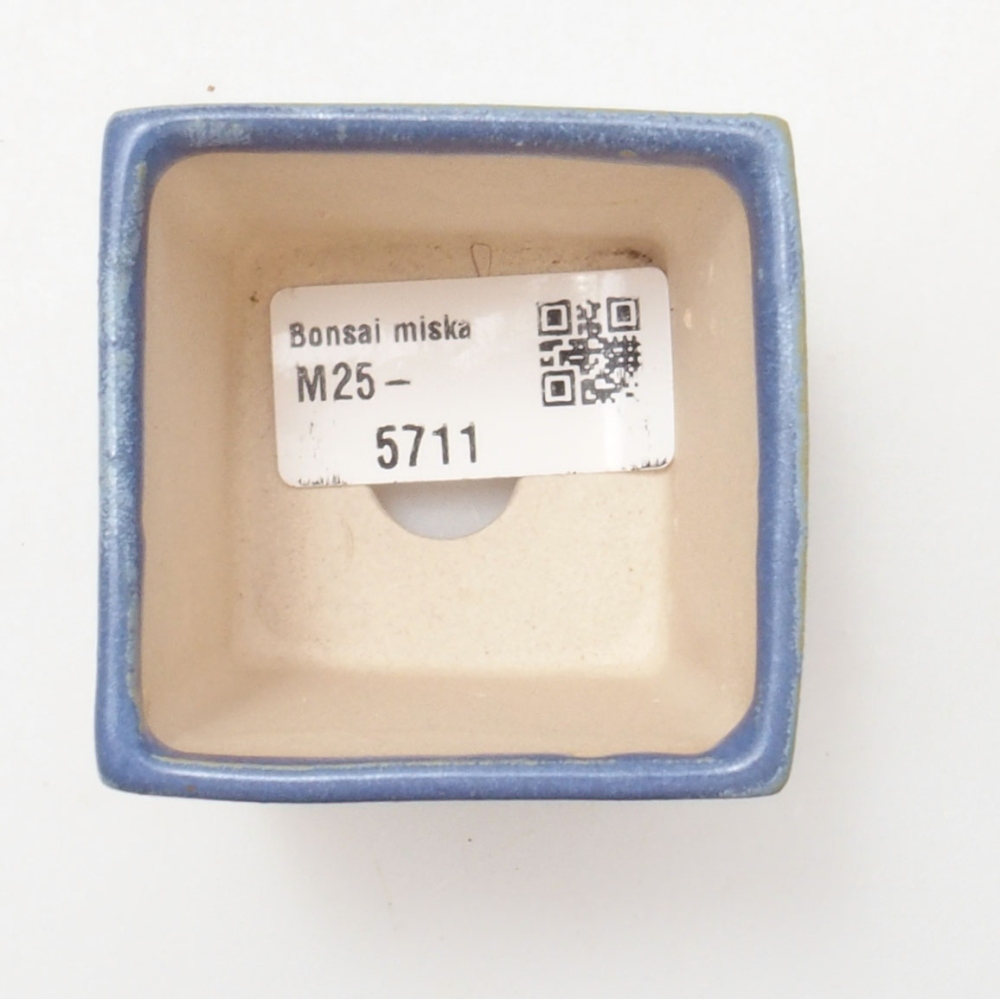 Mini bonsai 5,5 x 5,5 x 6,5 cm, colore blu