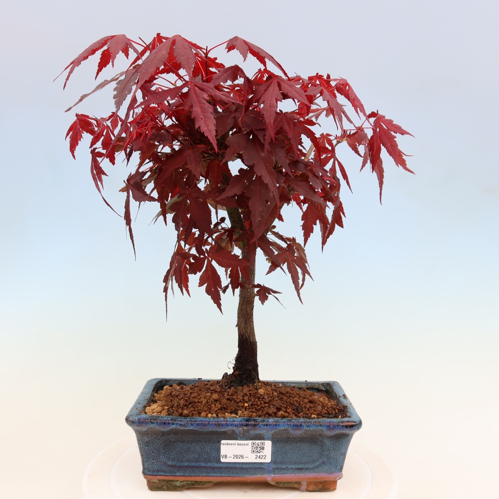 Bonsai da esterno - Palma Acer. Atropurpureum-Javor palmate