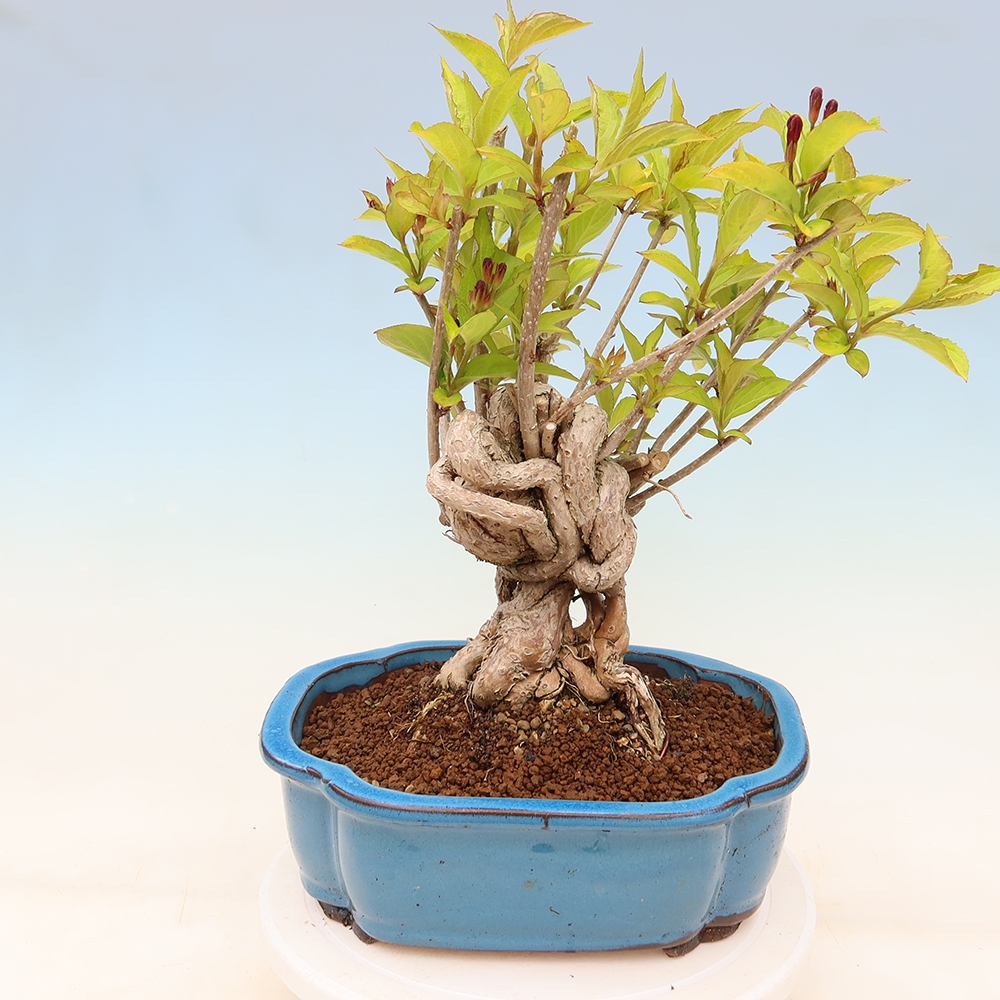Bonsai da esterno - Weigela subsessilis - Weigela coreana