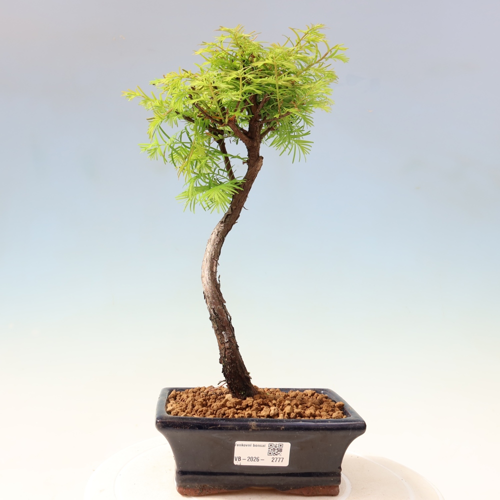 Bonsai da esterno - Metasequoia glyptostroboides - Metasequoia cinese