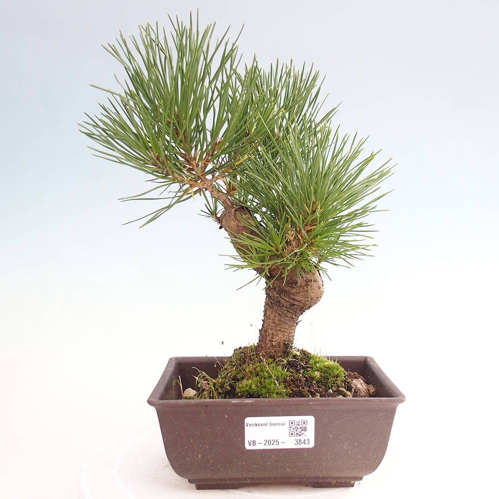 Bonsai da esterno - Pinus thunbergii - Pino di Thunberg