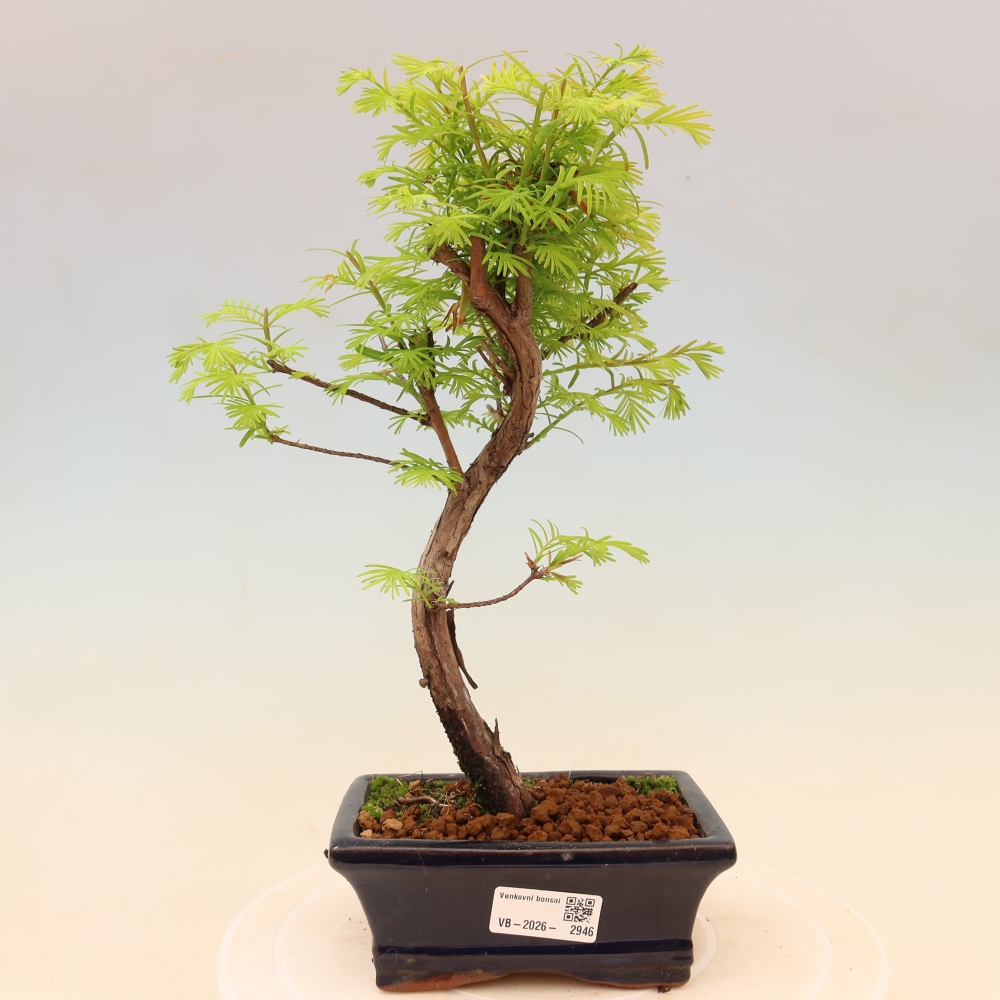 Bonsai da esterno - Metasequoia glyptostroboides - Metasequoia cinese