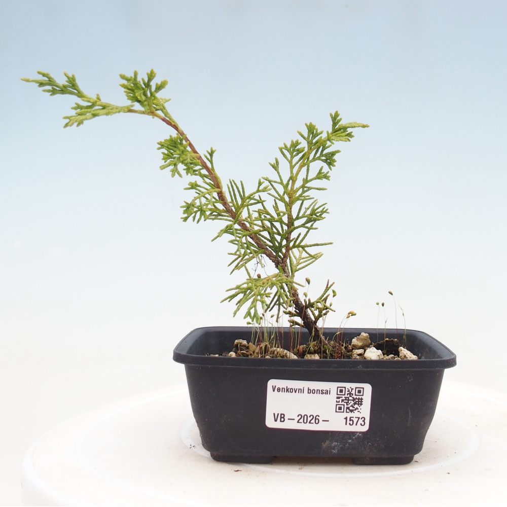 Bonsai da esterno - Juniperus chinensis Itoigawa